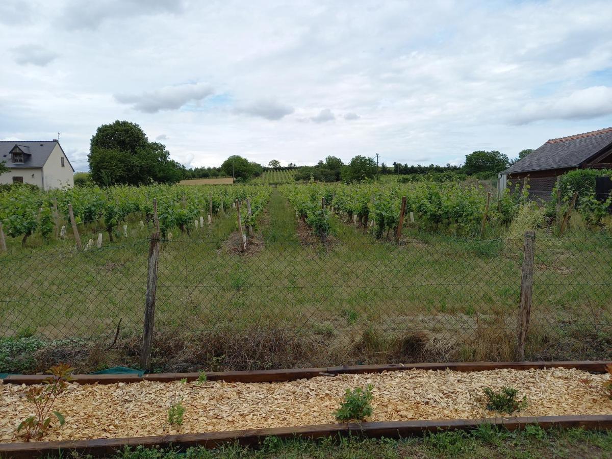 Hebergement Sarment Du Veron Chinon Villa Beaumont-en-Véron Dış mekan fotoğraf